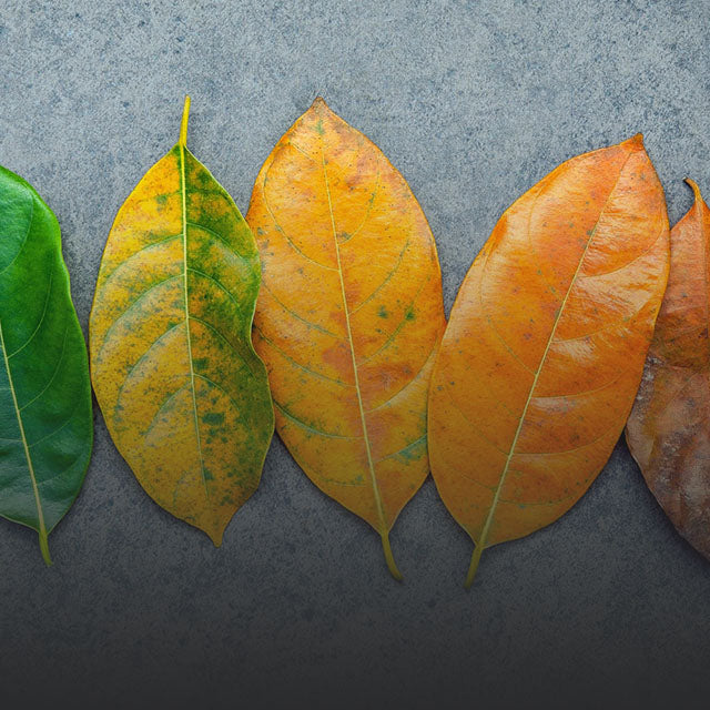 Tips for Retailers: Adapting to Seasonal Changes